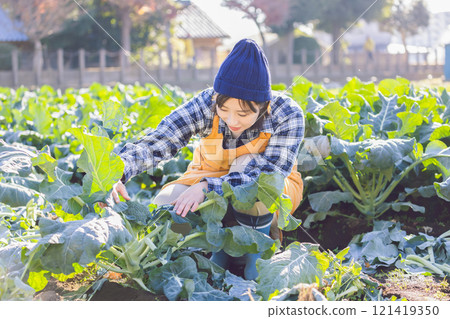 Woman harvesting vegetables in the field 121419350