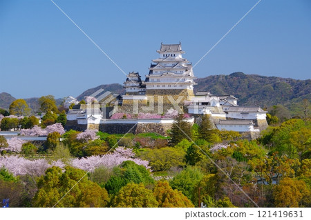 以晴朗的藍天為背景,櫻花盛開的姬路城春天景色Ver. 以晴朗的藍天為背景,櫻花盛開的姬路城春天景色Ver. 121419631