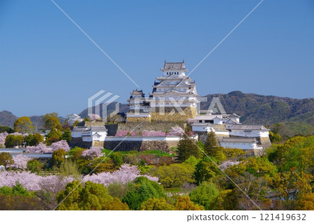 Spring scenery of Himeji Castle with cherry blossoms in full bloom shining in the morning sun against the backdrop of a clear blue sky. 121419632