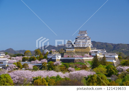 Spring scenery of Himeji Castle with cherry blossoms in full bloom shining in the morning sun against the backdrop of a clear blue sky. 121419633