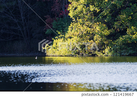 A view of Iwamoto Pond, a reservoir in Aichi Prefecture Forest Park 121419667