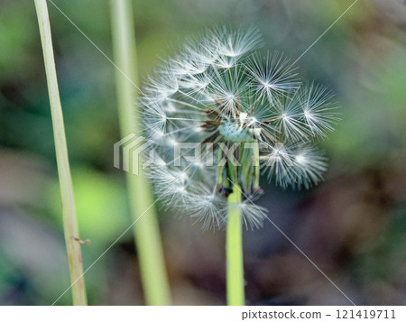 The departure of the seeds: Seed dispersal of the common dandelion (Asteraceae) 121419711