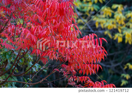 Wild boar autumn leaves 121419712