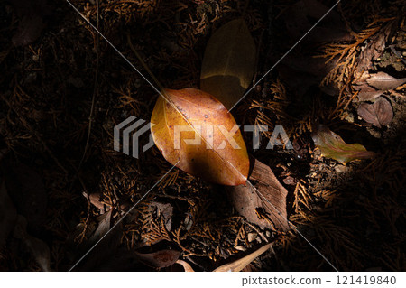 Aerial view of the ground covered with dead leaves 121419840