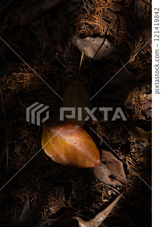 Aerial view of the ground covered with dead leaves 121419842