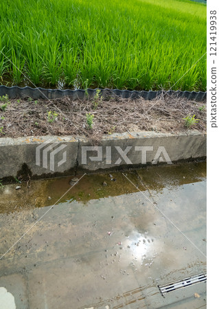 稻田裡的水漏到路上 121419938