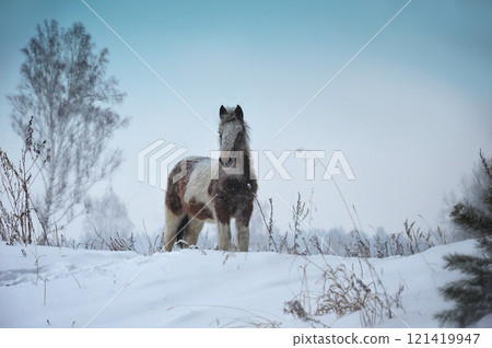 Horse in the field in winter. Snowy winter landscape. A small foal grazes in winter in nature. Horse in the field in winter. Snowy winter landscape. A small foal grazes in winter in nature. 121419947