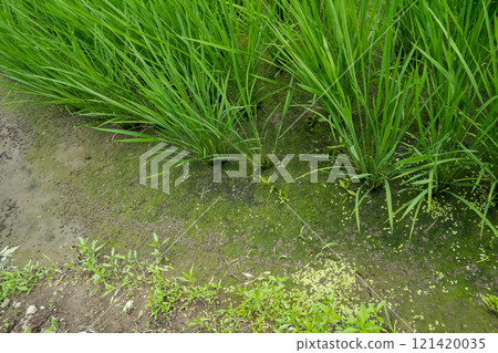 Drain the water from the rice field Drain the water from the rice field 121420035