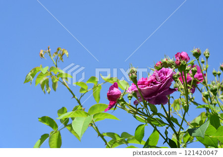 Pink roses shine in the blue sky 121420047