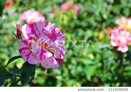 Bright pink roses 121420048