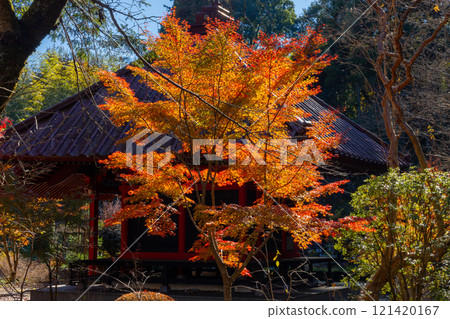 A famous spot for viewing autumn leaves in Osawa, Mashiko-cho, Haga-gun, Tochigi Prefecture. Autumn leaves in the grounds of Osawayama Kokei-in Entsu-ji Temple, the head temple of the former Nagoshi school of the Jodo sect of Buddhism A famous spot for viewing autumn leaves in Osawa, Mashiko-cho, Haga-gun, Tochigi Prefecture. Autumn leaves in the grounds of Osawayama Kokei-in Entsu-ji Temple, the head temple of the former Nagoshi school of the Jodo sect of Buddhism 121420167