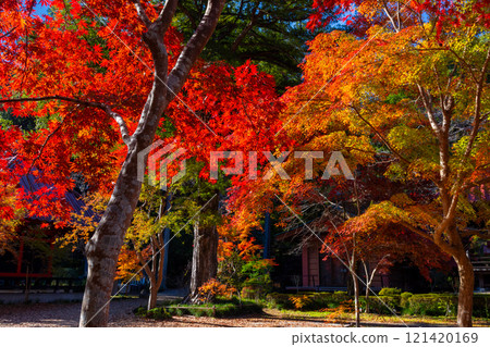 A famous spot for viewing autumn leaves in Osawa, Mashiko-cho, Haga-gun, Tochigi Prefecture. Autumn leaves in the grounds of Osawayama Kokei-in Entsu-ji Temple, the head temple of the former Nagoshi school of the Jodo sect of Buddhism 121420169