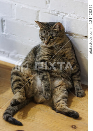 Cat sitting like a human, showcasing its quirky personality Cat sitting like a human, showcasing its quirky personality 121420252