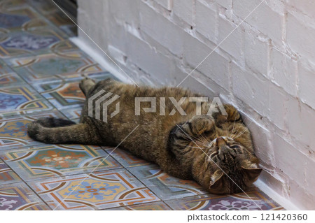 Funny tabby cat relaxing on a beautifully patterned tiled floor Funny tabby cat relaxing on a beautifully patterned tiled floor 121420360