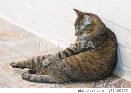 Funny tabby cat relaxing on a beautifully patterned tiled floor Funny tabby cat relaxing on a beautifully patterned tiled floor 121420365