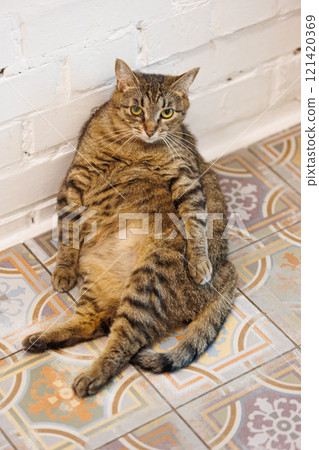 Funny tabby cat relaxing on a beautifully patterned tiled floor Funny tabby cat relaxing on a beautifully patterned tiled floor 121420369