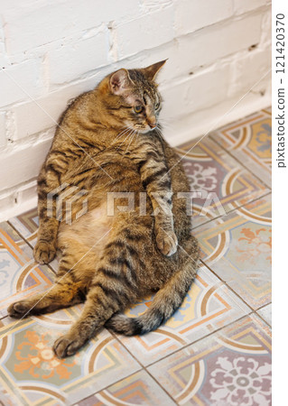Funny tabby cat relaxing on a beautifully patterned tiled floor Funny tabby cat relaxing on a beautifully patterned tiled floor 121420370