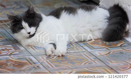 Cozy black and white fluffy cat relaxing on a beautifully patterned tiled floor Cozy black and white fluffy cat relaxing on a beautifully patterned tiled floor 121420377
