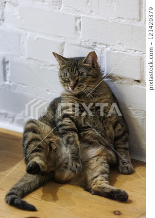 Cat sitting like a human, showcasing its quirky personality Cat sitting like a human, showcasing its quirky personality 121420379