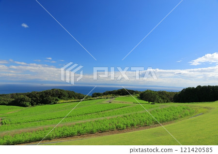 Awaji Flower Garden with a beautiful contrast between the blue sky and greenery Awaji Flower Garden with a beautiful contrast between the blue sky and greenery 121420585