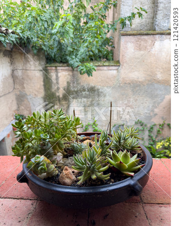 Lush succulent garden in rustic clay pot on terrace 121420593