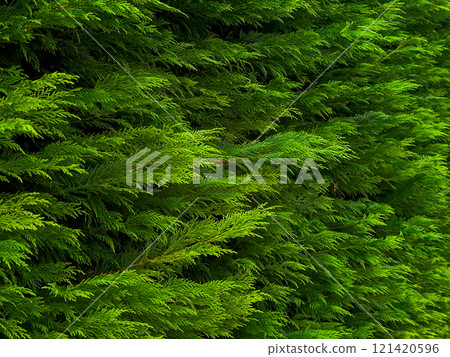 Dense green foliage of evergreen cedar tree Dense green foliage of evergreen cedar tree 121420596