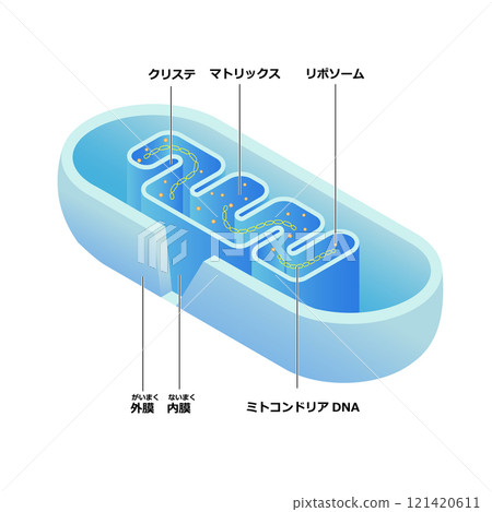 粒線體內部結構 粒線體內部結構 121420611