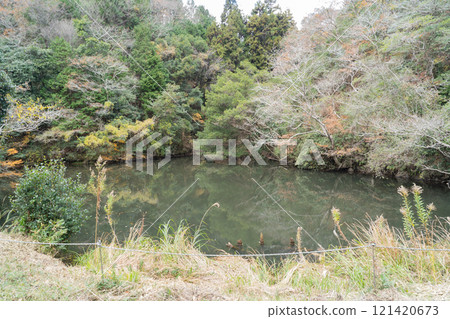 高子森林（氣泉阿爾卑斯）入口處的池塘 121420673