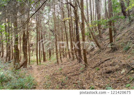 Takako's Forest (Kisen Alps) Takako's Forest (Kisen Alps) 121420675
