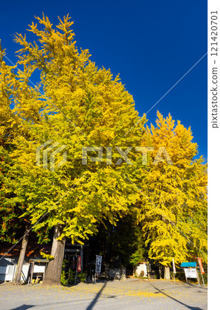 栃木縣那須烏山市宮原宮原八幡神社參道鳥居前的兩棵黃葉銀杏樹 121420701