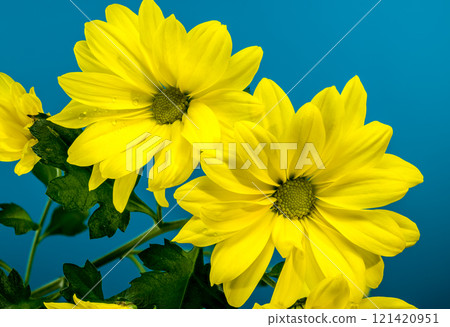 Close-up of Bright Yellow Chrysanthemum Copa Flowers 121420951