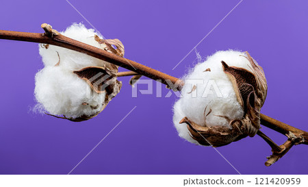 Cotton Bolls on Branch on purple background 121420959
