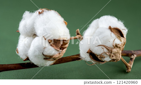 Cotton Bolls on Branch on green background Cotton Bolls on Branch on green background 121420960