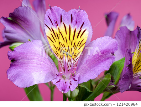Purple Alstroemeria Flowers Close-Up pink background 121420964