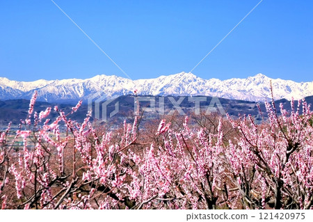 Matsushiro Tojo, Apricot Village 121420975