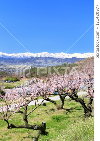 Matsushiro Tojo, Apricot Village 121420977