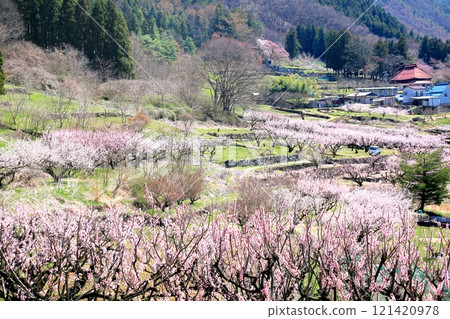 Matsushiro Tojo, Apricot Village 121420978