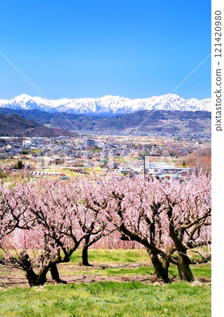 Matsushiro Tojo, Apricot Village 121420980