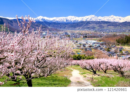 Matsushiro Tojo, Apricot Village 121420981