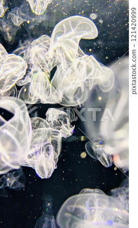 Kamo Aquarium Jellyfish B 121420999