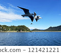 Seagulls, birds, sea, sky, mountains 121421221