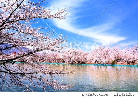 Ryoryu公園的櫻花 Ryoryu公園的櫻花 121421293