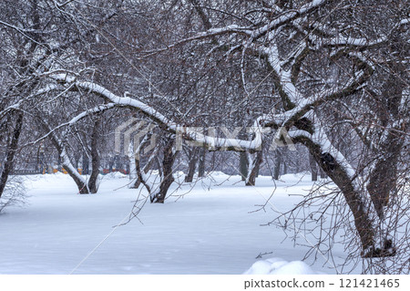 Winding bare branches of snow-covered trees and fresh snow in a serene winter park on a calm overcast day. Winter landscape. Contrasts 121421465