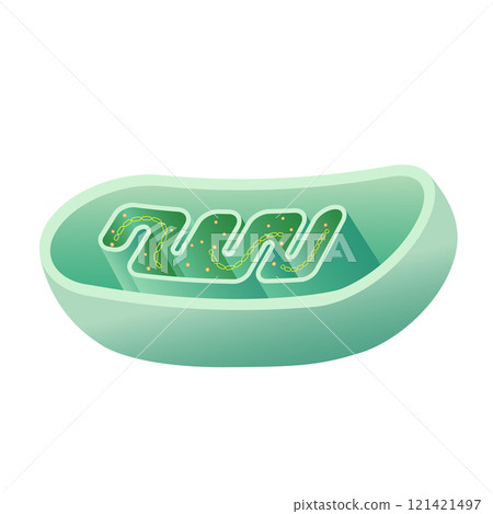 Internal structure of a mitochondrion (no explanation) 121421497
