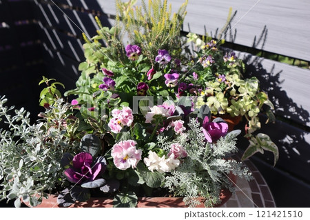 Frilled pansy planting and potting 121421510