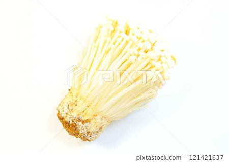 Enokitake mushroom, Enoki mushroom, Nametake mushroom, Namesuki mushroom, Saxifrage mushroom 121421637