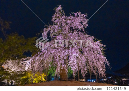 東寺，夜晚的櫻花燈火通明，富士櫻花盛開 121421849