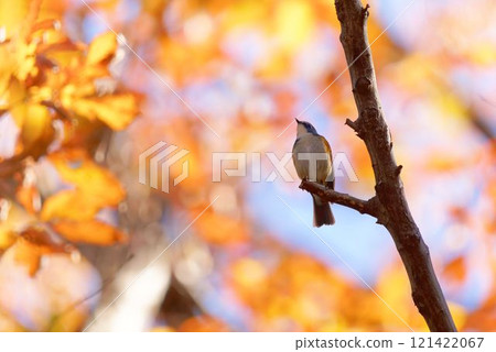 紅脅藍尾鴝 紅脅藍尾鴝 121422067