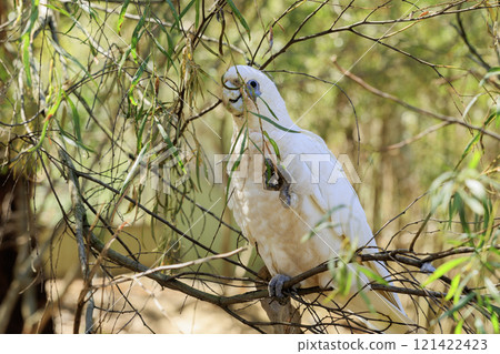 The cockatoo, a cockatoo native to Australia 121422423
