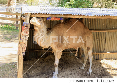 Camels resting in the shade inside a hut Camels resting in the shade inside a hut 121422426